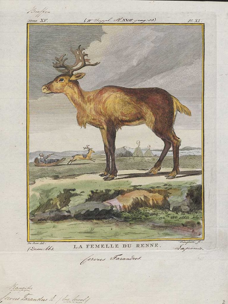 female reindeer