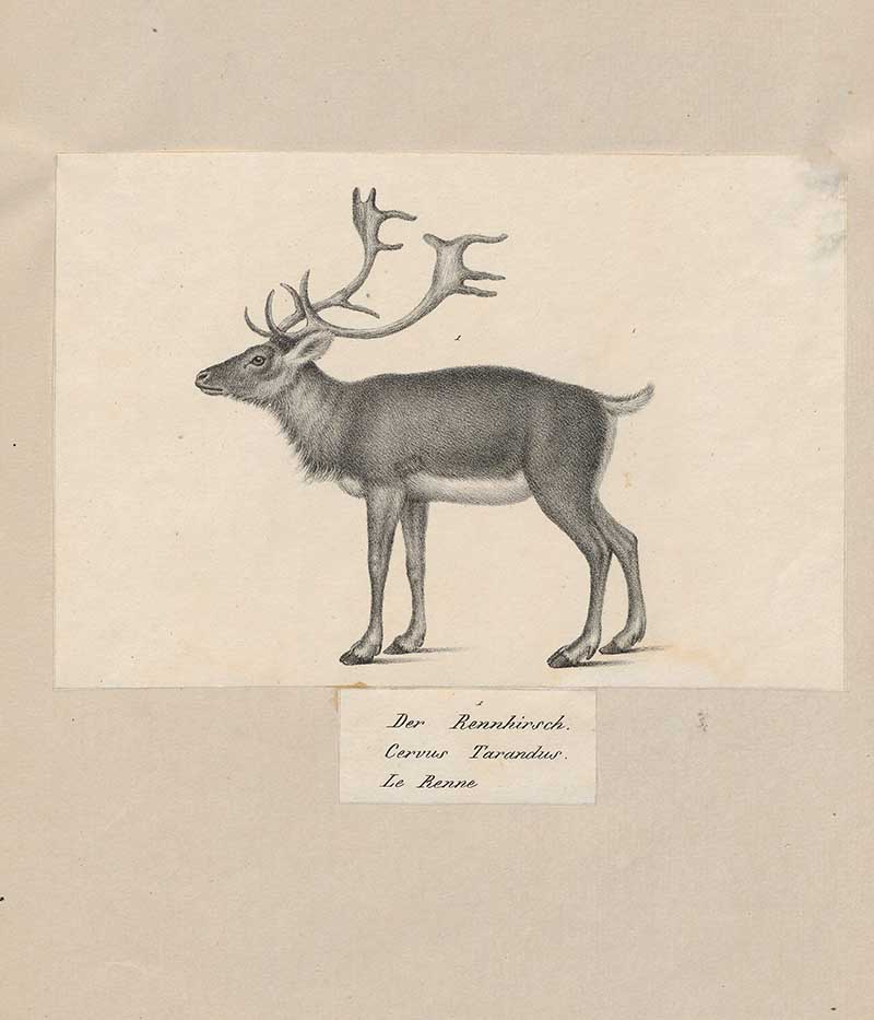 reindeer pencil drawings