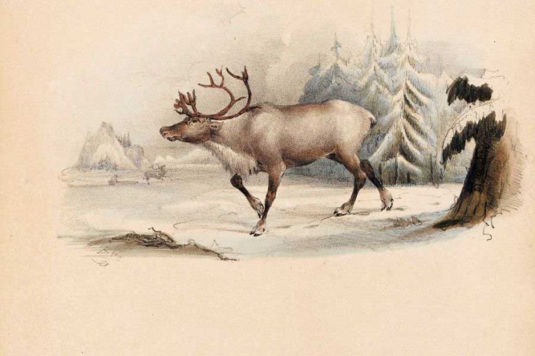 14 Wonderful Vintage Reindeer Drawings in the Public Domain