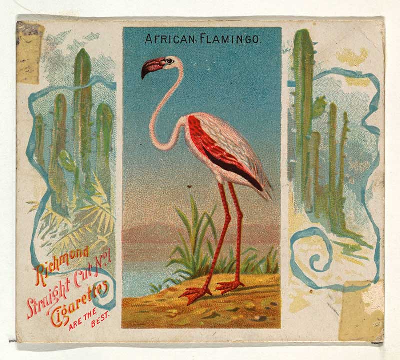 African Flamingo Cigarette card