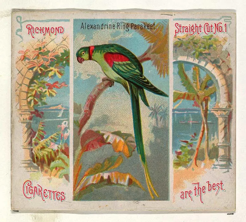 Tropical bird illustration Alexandrine ring parakeet