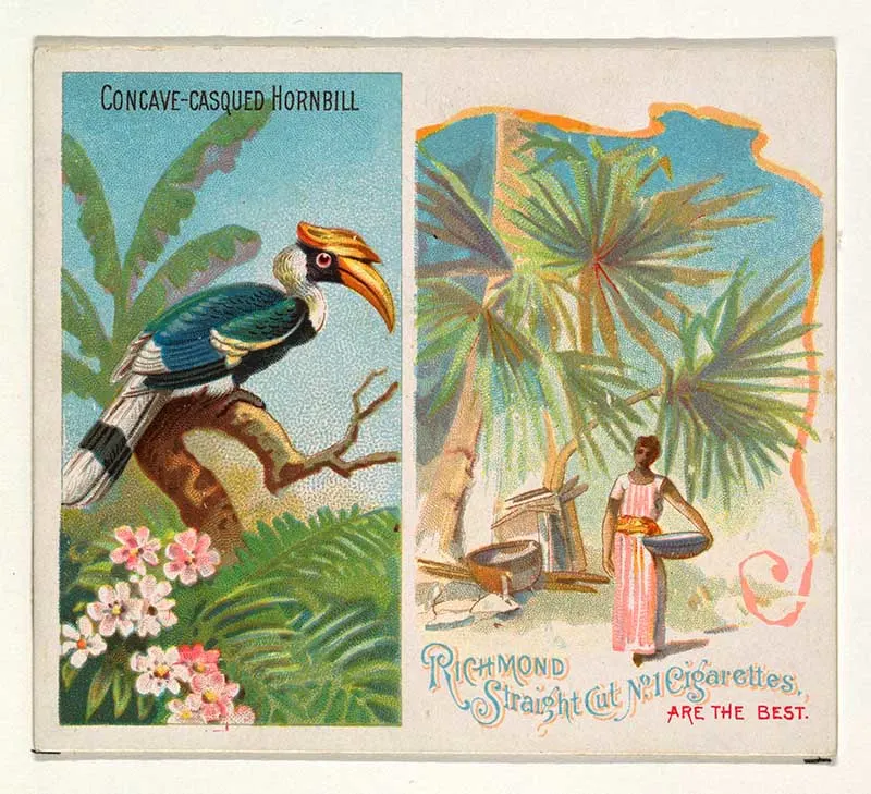 tropical bird illustration hornbill