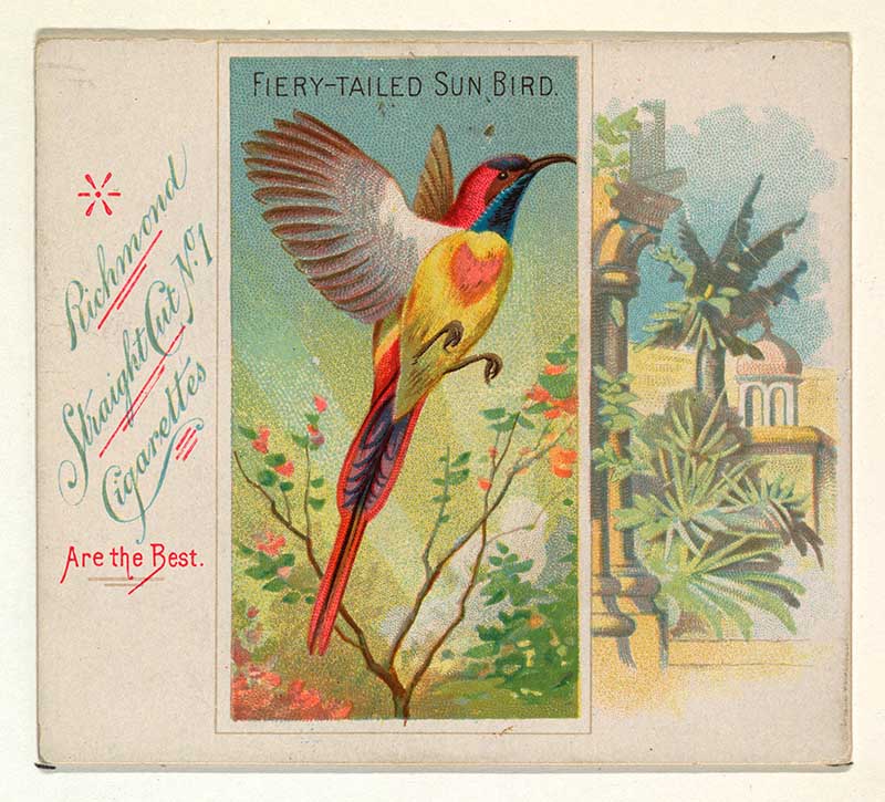 fire tail sunbird cigarette card