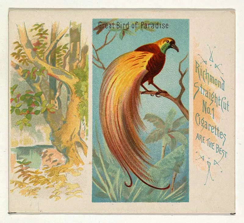 cigarette card birds of the tropics Great bird of paradise
