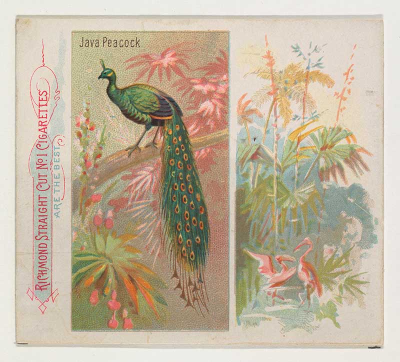 Peacock cigarette card illustration from the birds of the tropics series