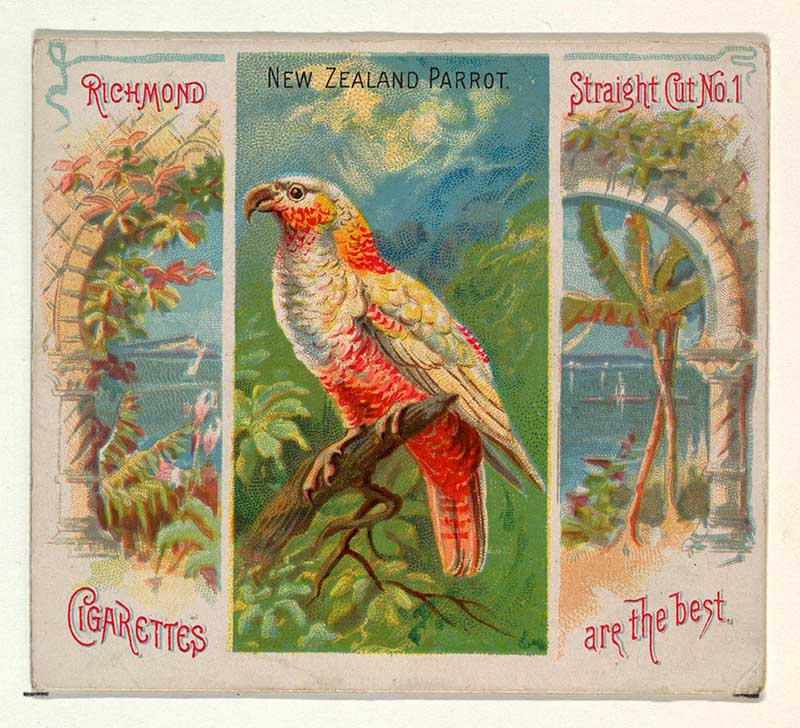 Tropical bird illustration New Zealand Parrot