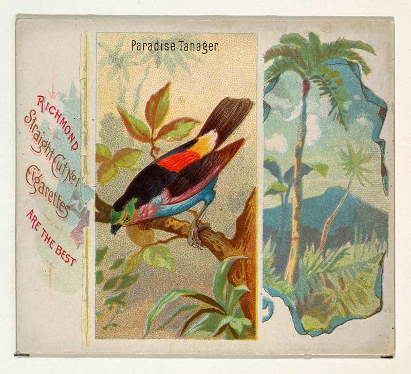 Paradise Tanager, from Birds of the Tropics series (N38) for Allen & Ginter Cigarettes