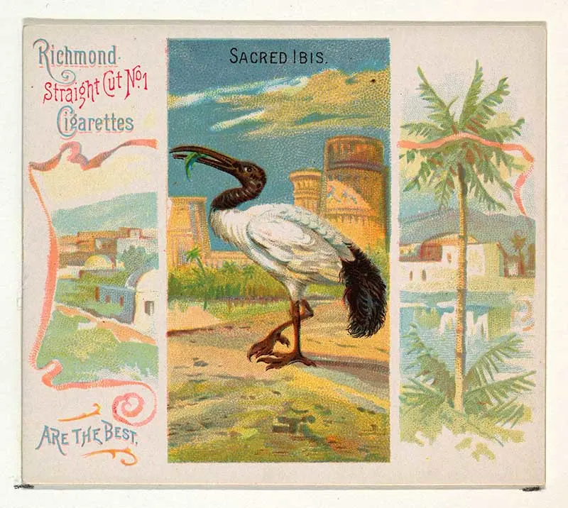tropical bird illustration sacred ibis