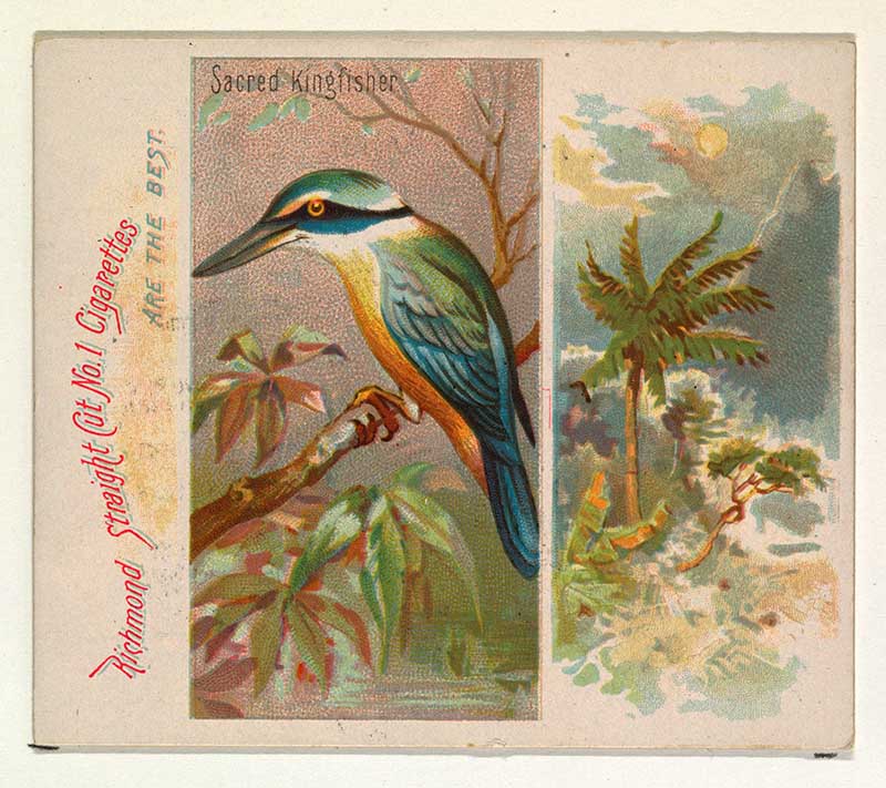 vintage tropical bird illustration Sacred Kingfisher