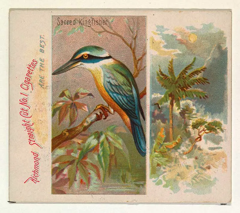 vintage tropical bird illustration Sacred Kingfisher