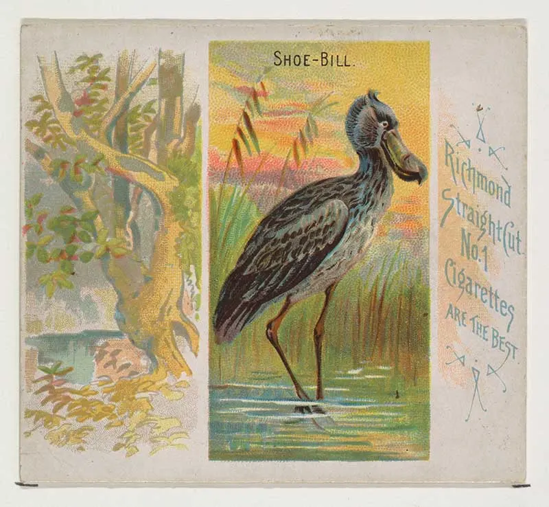 Shoe Bill bird illustration cigarette card