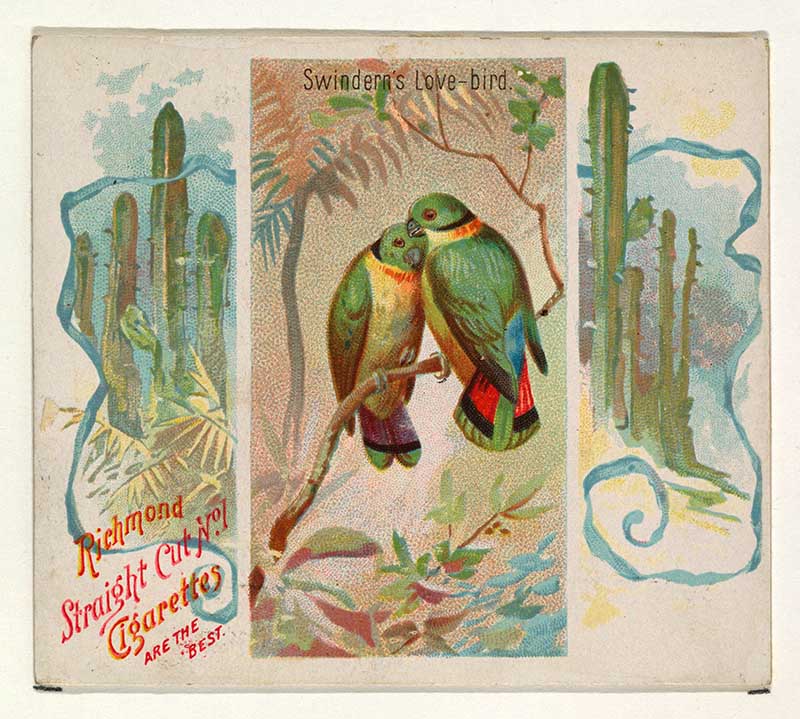 Swindern's Love-bird, from Birds of the Tropics series (N38) for Allen & Ginter Cigarettes