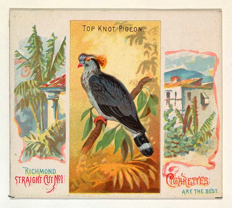 Top Knot Pigeon, from Birds of the Tropics series (N38) for Allen & Ginter Cigarettes