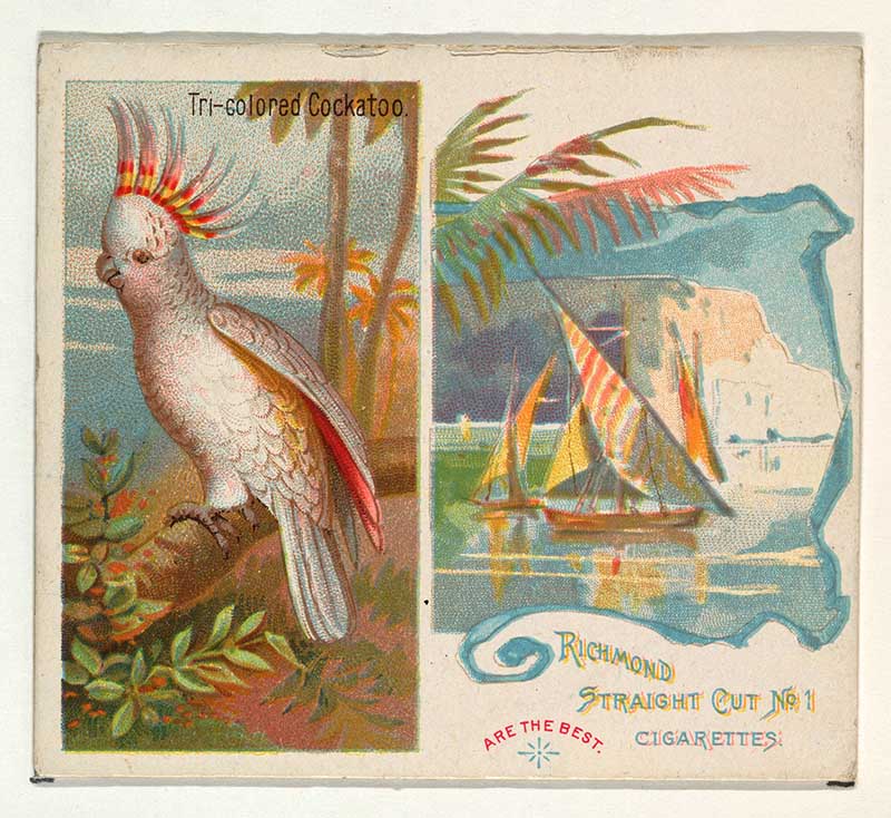Tri-colored Cockatoo, from Birds of the Tropics series (N38) for Allen & Ginter Cigarettes