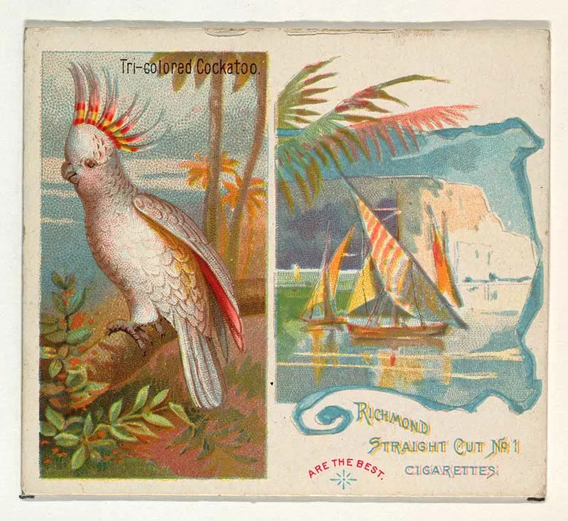 Tri-colored Cockatoo, from Birds of the Tropics series (N38) for Allen & Ginter Cigarettes