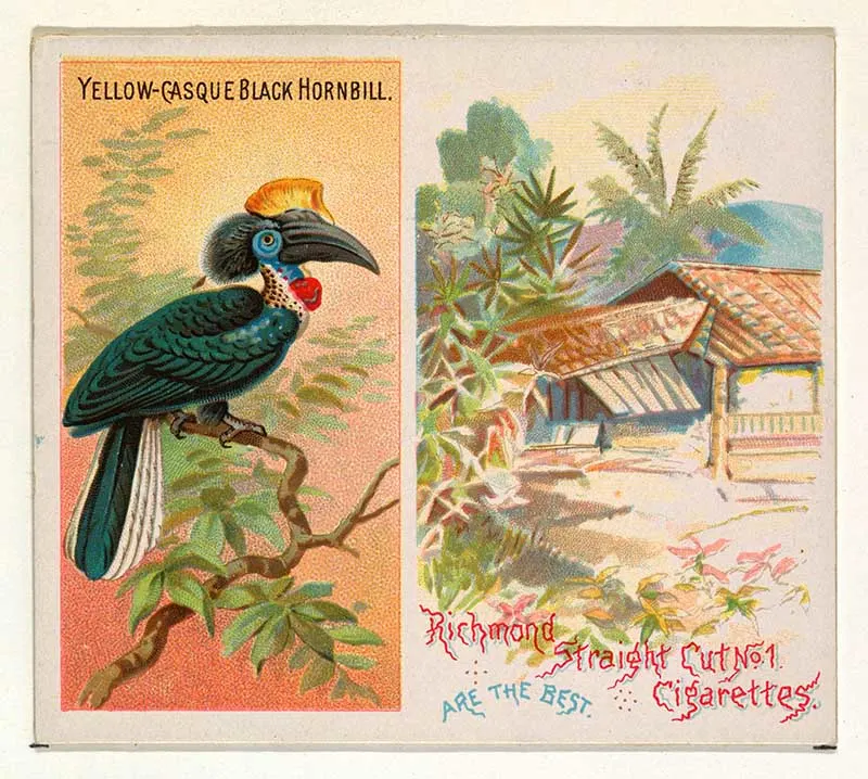 Yellow-Casque Black Hornbill, from Birds of the Tropics series (N38) for Allen & Ginter Cigarettes