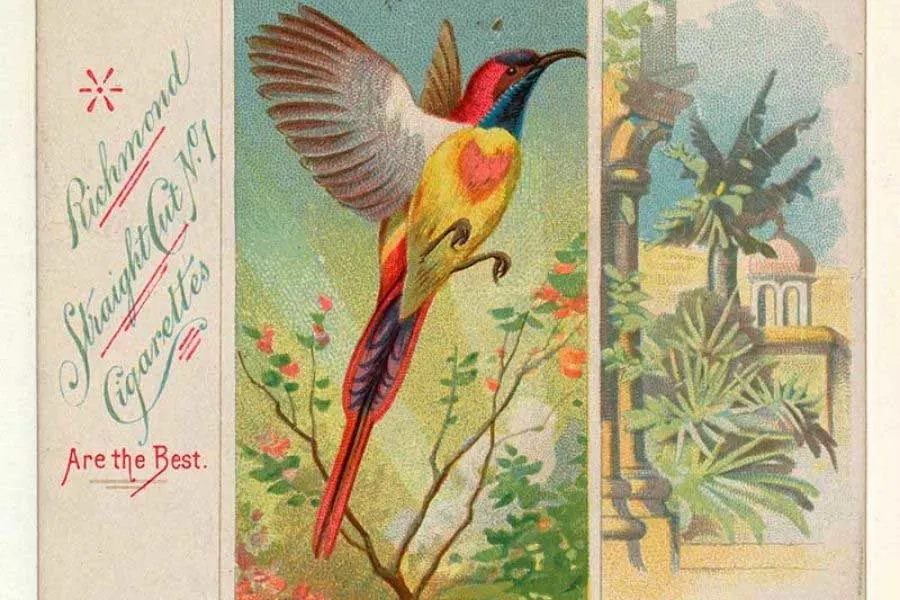 free tropical bird cigarette card illustrations