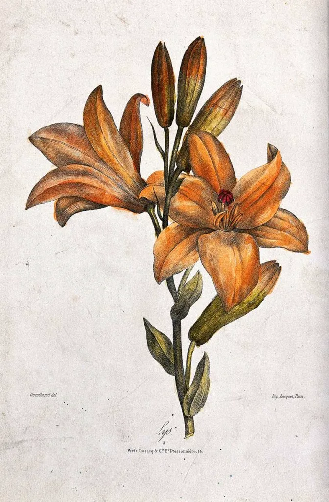 orange lily drawing