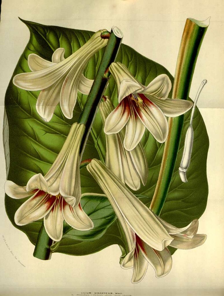 Giant Himalayan Lily