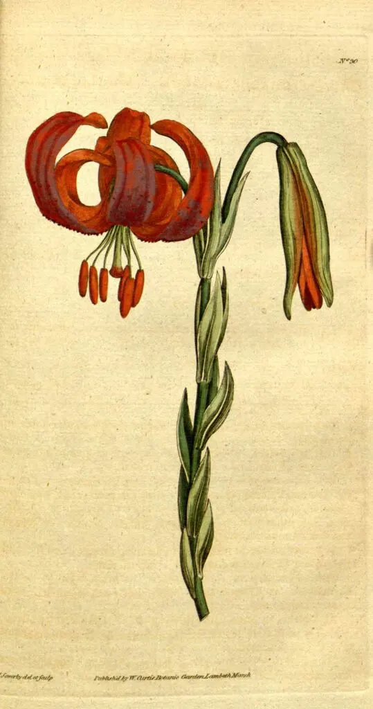 lily illustration