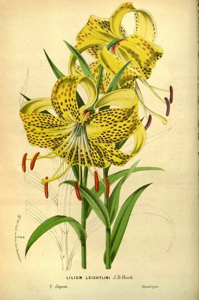 Yellow tiger lily