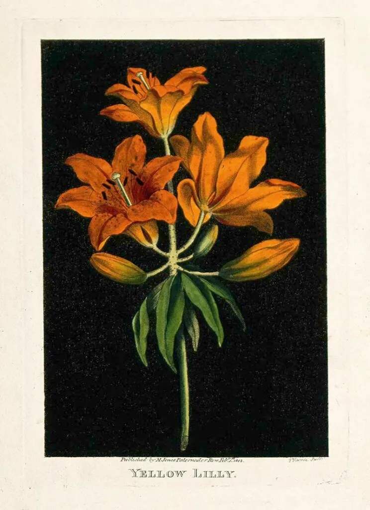 Orange lily (Lilium species)