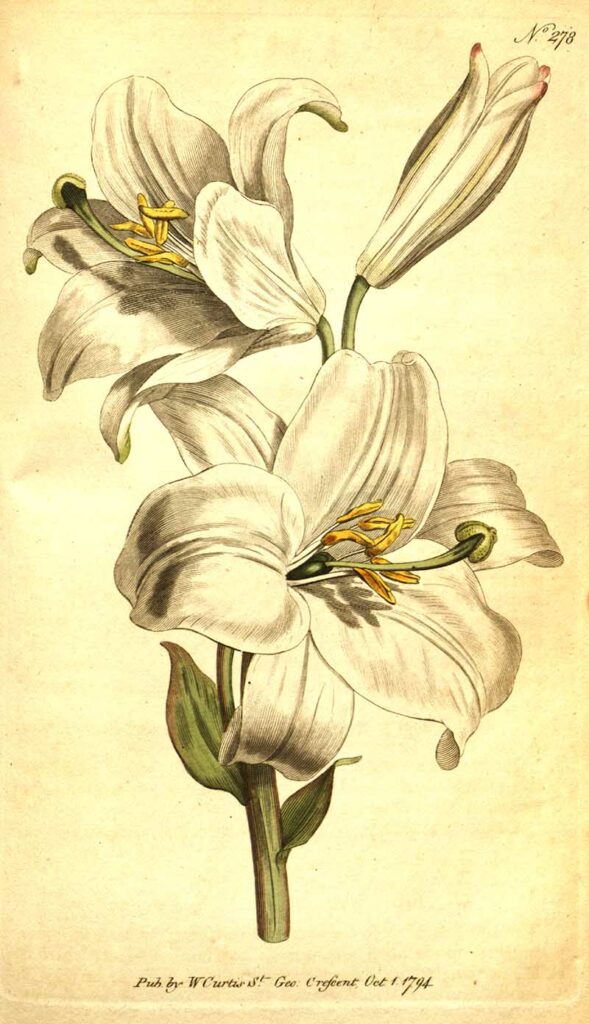 Madonna lily white lily
