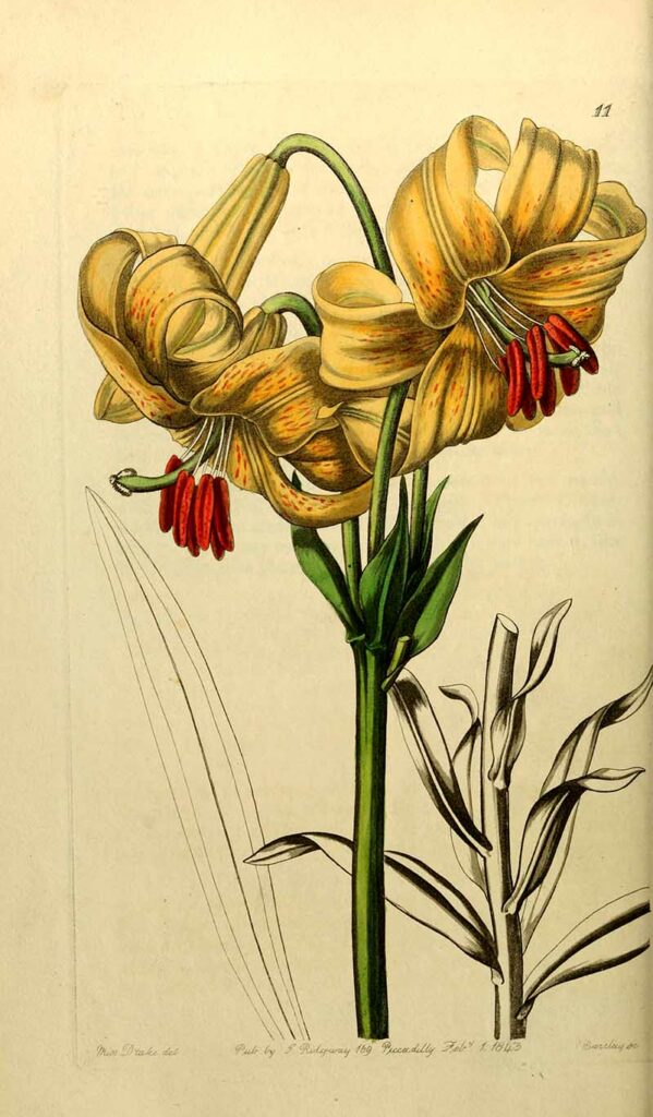 Yellow Lily drawing Edwards'_botanical_register