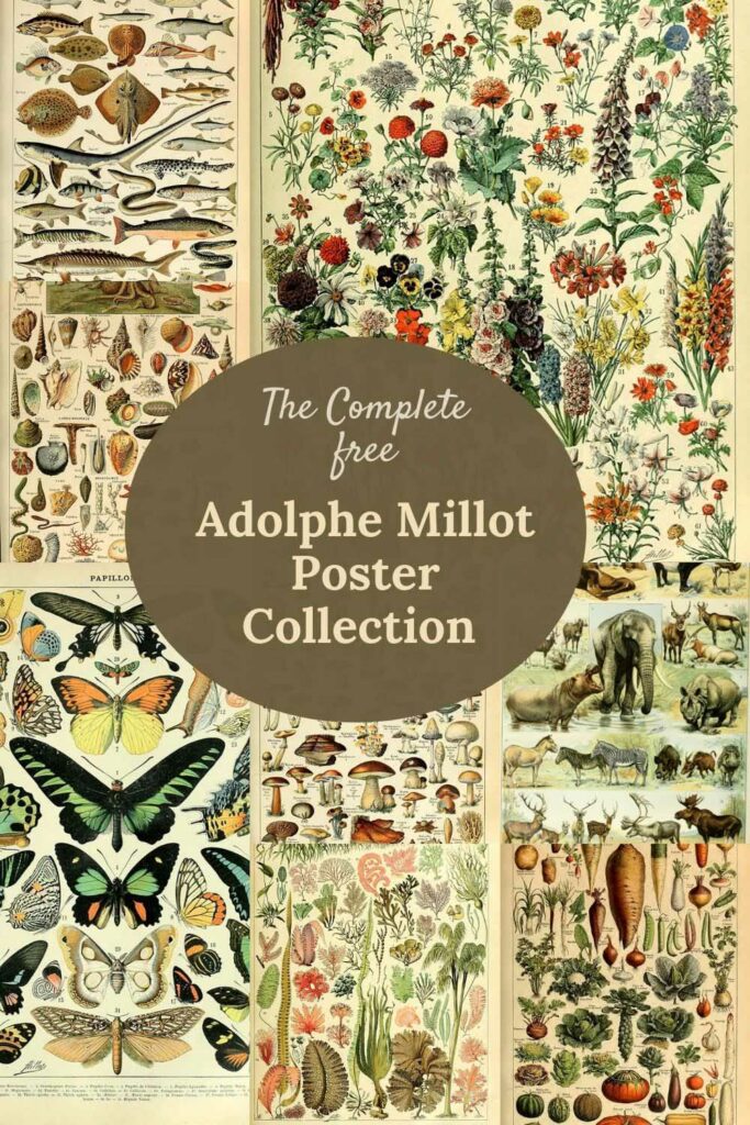 the complete Adolphe Millot collection