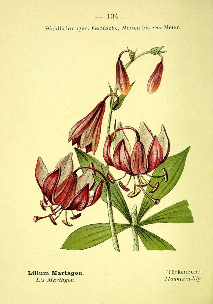 turks cap mountain lily