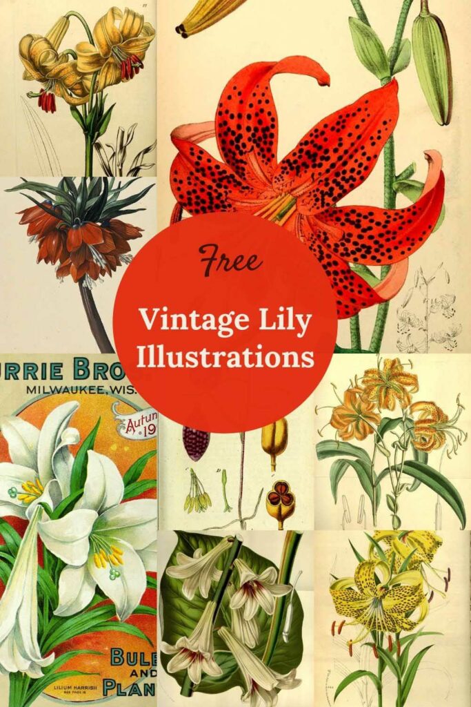 vintage-lily-drawings