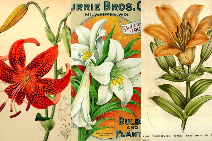 vintage-lily-botanical-illustrations