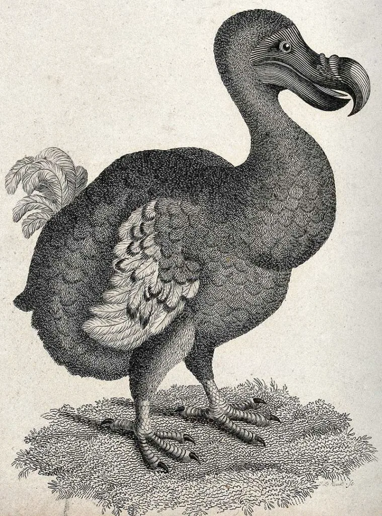 A dodo. Etching by J. Le Keux.