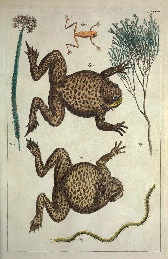 Natural History Frog drawing