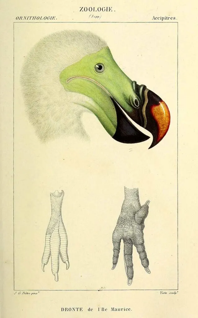 Dodo head and feet 1844