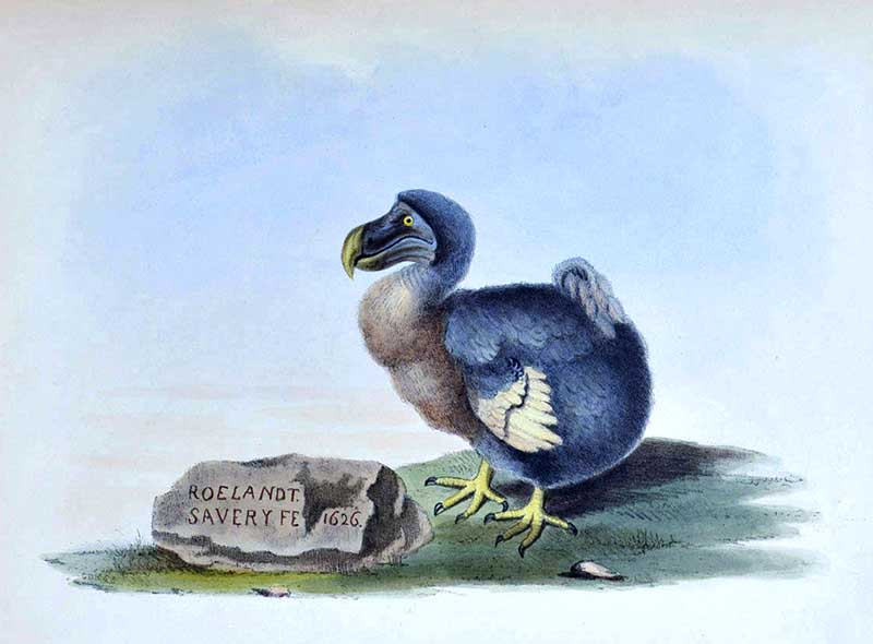 1629 dodo painting