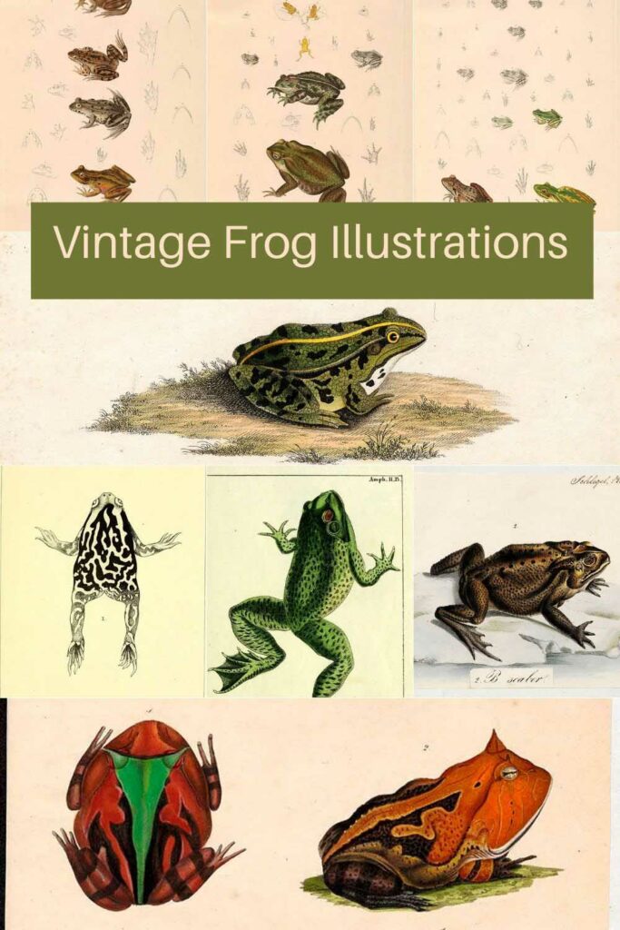 vintage_frog_toad_illustrations