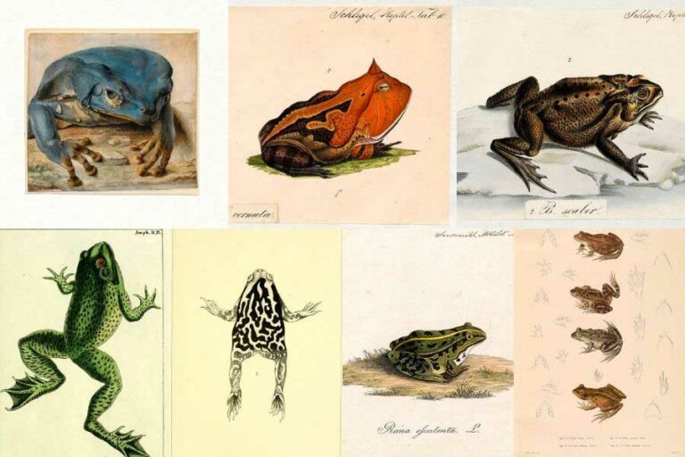 Vintage frog and toad illustrations