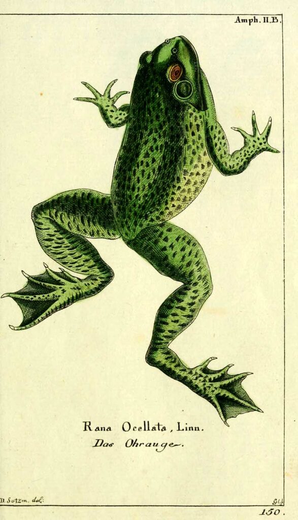 Leptodactylus latrans frog