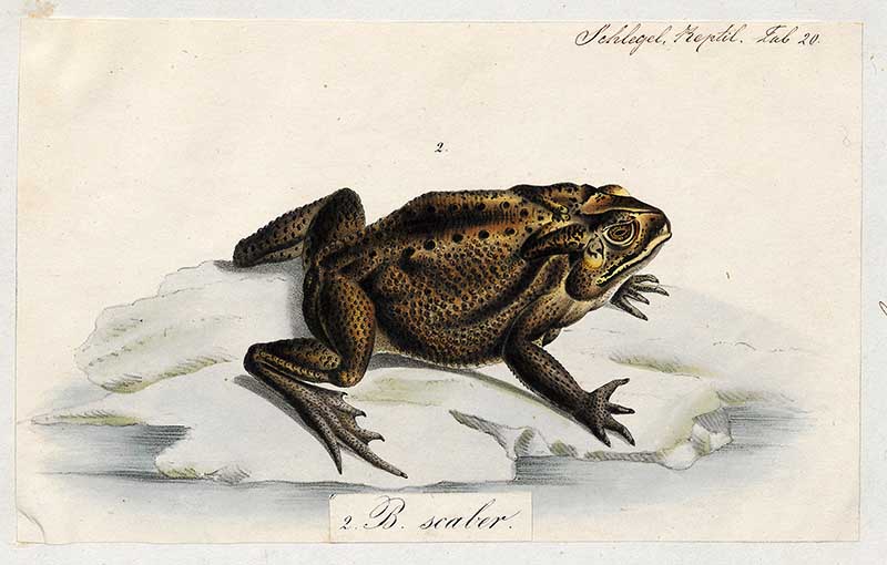 Schneider's (dwarf) toad