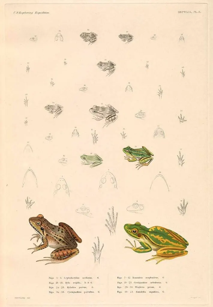 pacific tree frog et al