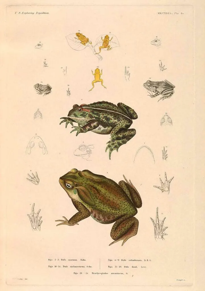 cane toad and other toads