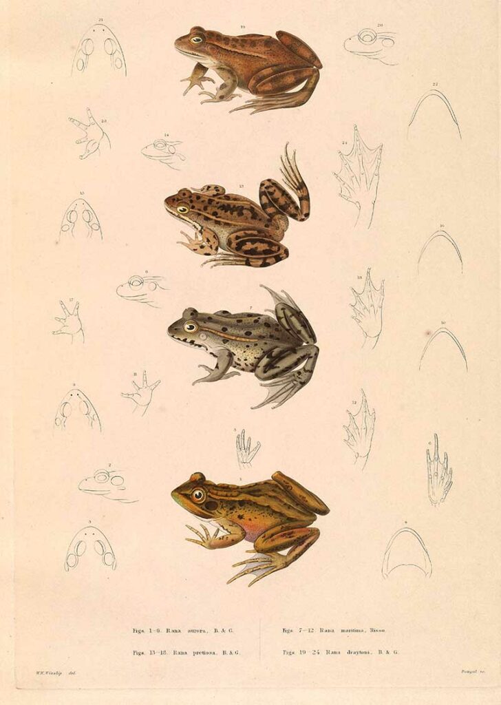 Four American Frog illustrations