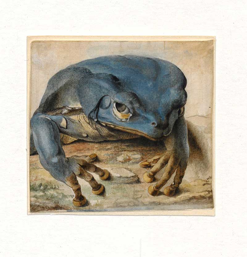 blue and yellow frog