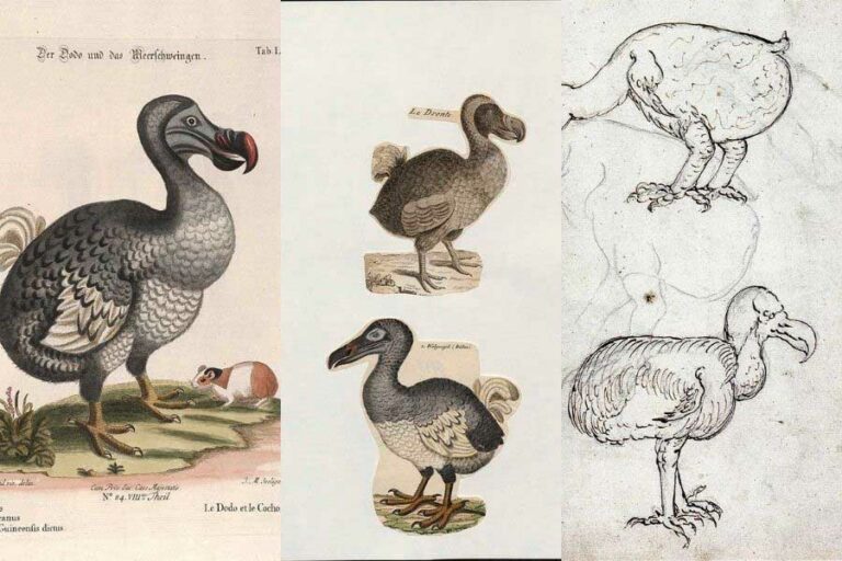 Free dodo drawings