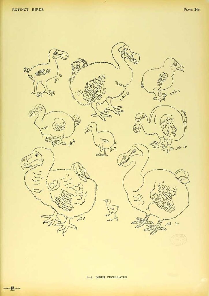dodo drawings extinct birds