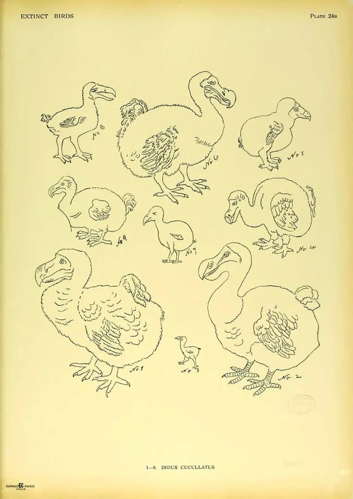 dodo drawings extinct birds