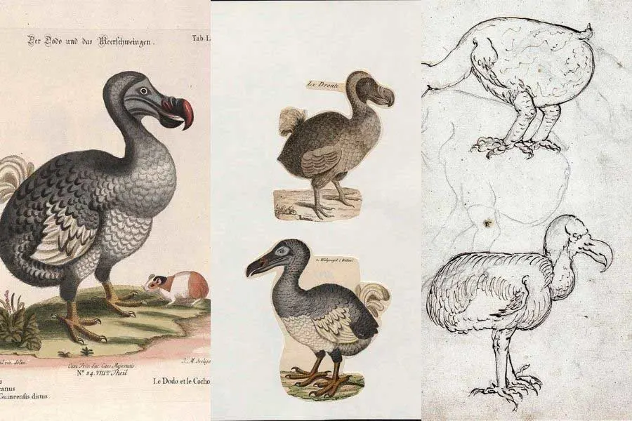 Free dodo drawings