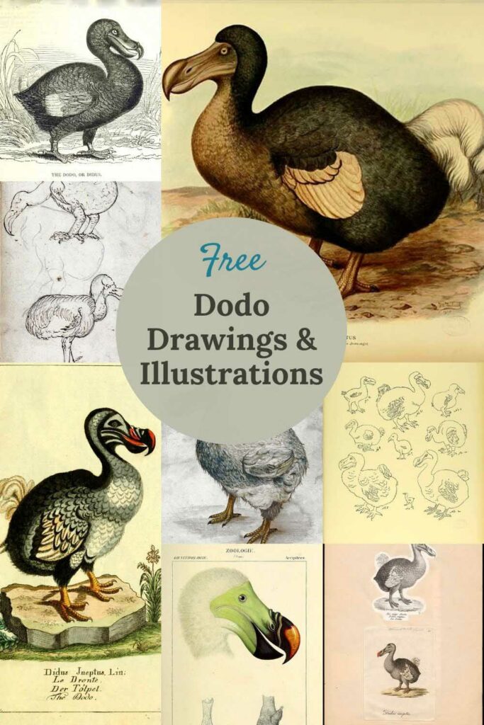 Free vintage dodo drawings