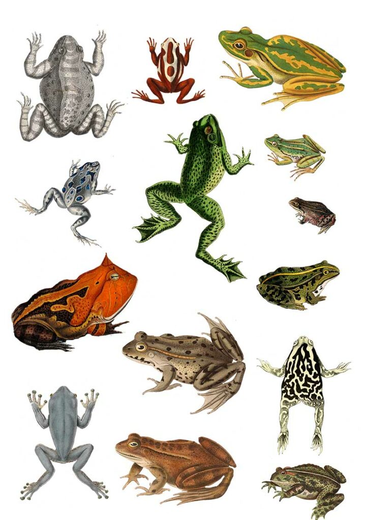 Vintage frog clip art